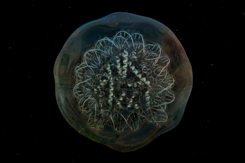 Image invoking a biological cell with DNA
