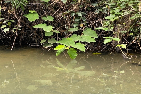 GREEN LEAVES GROWING BY A POND